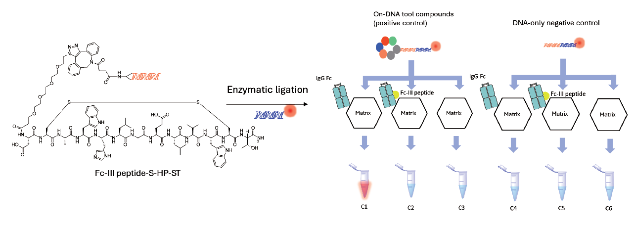 Fluorescent images of Eluates 1.png