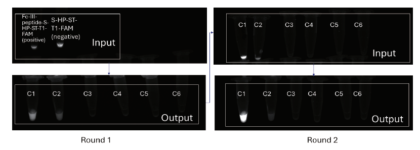 Fluorescent images of Eluates 2.png
